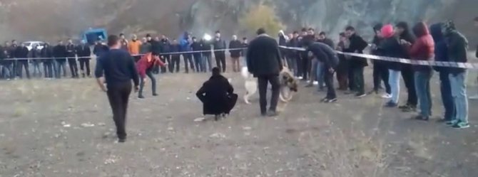 Bahisle köpek dövüşüne jandarma baskını