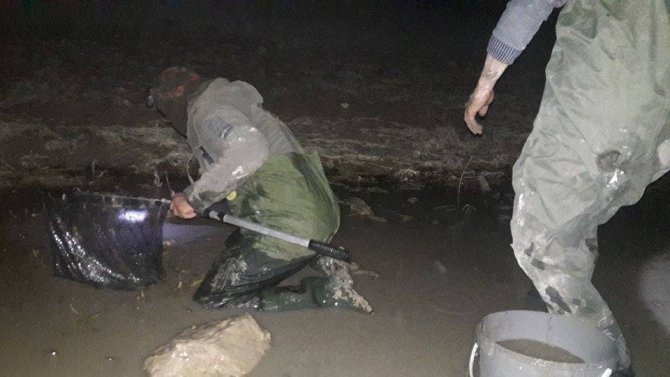 Su birikintilerinde mahsur kalan yavru balıklar kurtarıldı