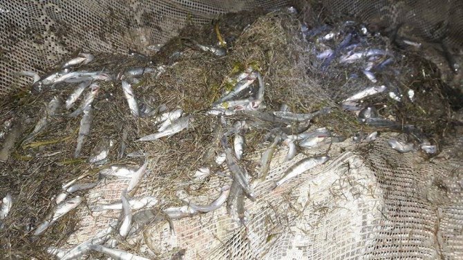 Su birikintilerinde mahsur kalan yavru balıklar kurtarıldı
