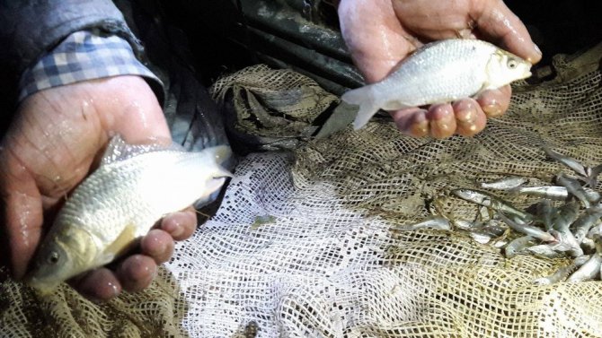 Su birikintilerinde mahsur kalan yavru balıklar kurtarıldı