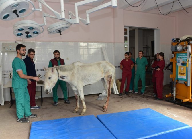 Silahla vurularak yaralanan at, Selçuk Üniversitesinde rehabilite ediliyor