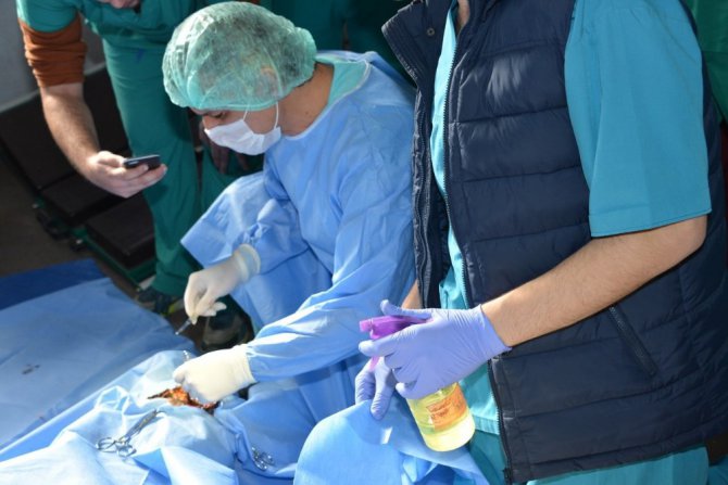 Silahla vurularak yaralanan at, Selçuk Üniversitesinde rehabilite ediliyor