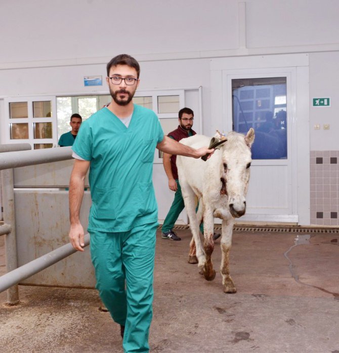 Silahla vurularak yaralanan at, Selçuk Üniversitesinde rehabilite ediliyor