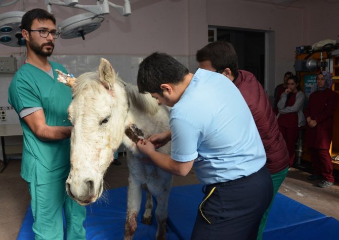 Silahla vurularak yaralanan at, Selçuk Üniversitesinde rehabilite ediliyor