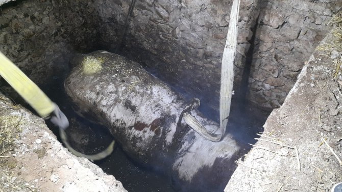 Foseptik çukuruna düşen boğa kurtarıldı