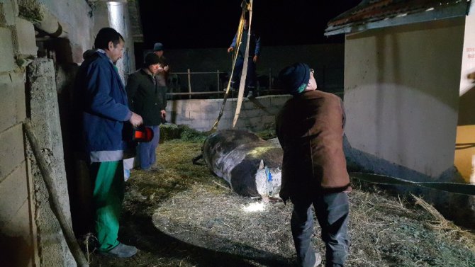Foseptik çukuruna düşen boğa kurtarıldı