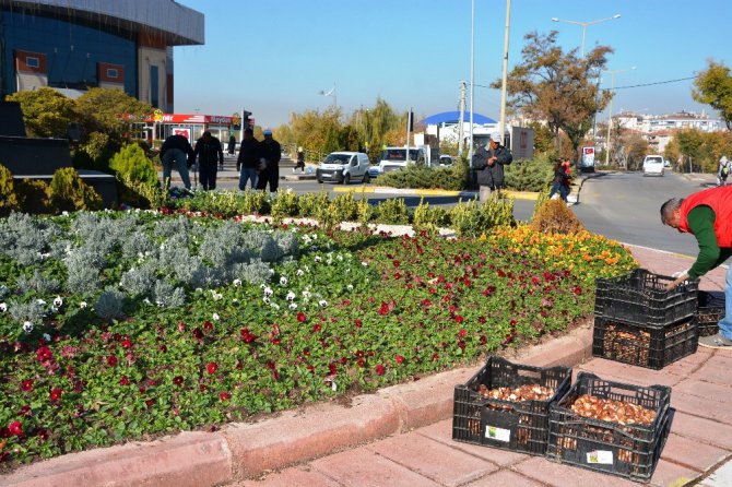 Aksaray Belediyesi kışlık çiçek ekiyor