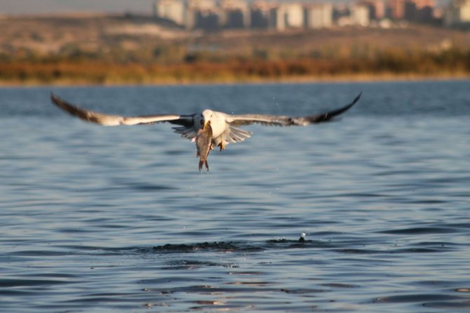 Çin sazanı balıkçıların korkulu rüyası oldu
