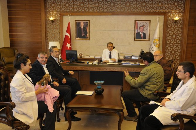 Yaralı kızıl şahin tedavi altında