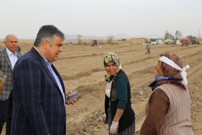 Ereğli’de patentli siyah havuç hasat zamanı