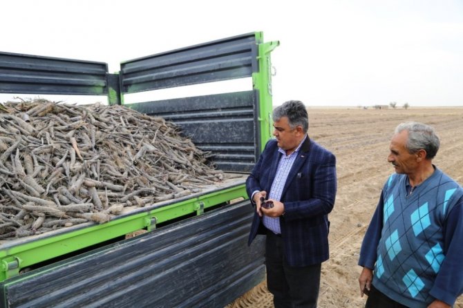 Ereğli’de patentli siyah havuç hasat zamanı