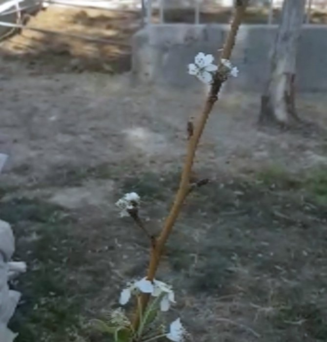 Kasım ayında erik fidanı çiçek açtı