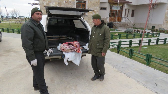 Koruma altındaki türlerden dağ keçisi avına 16 bin lira ceza