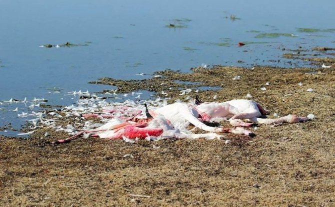 Ereğli Akgöl’de flamingolar vurulmuş ve parçalanmış halde bulundu