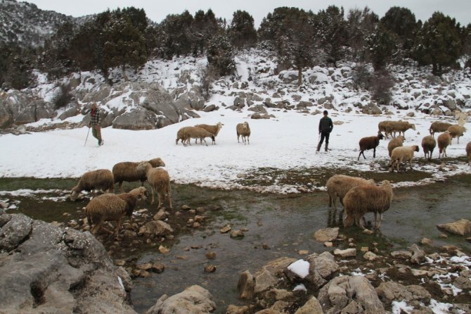 Koyun sürülerinin kar üzerinde su yolculuğu
