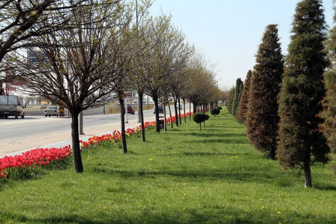Başkan Akyürek: “Yeşil İçinde Konya’ için çalışıyoruz”