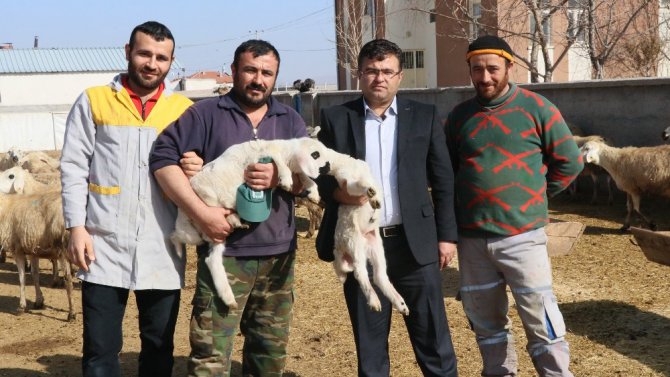 Damızlık Koyun Keçi Yetiştiricileri Birliğinden yerli hayvanlara destek talebi
