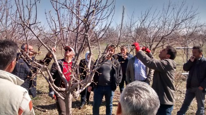 Beyşehir’de meyve üreticisine uygulamalı budama eğitimi