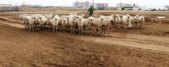 Tarla haline getirilen meralar hayvancılığı engelliyor