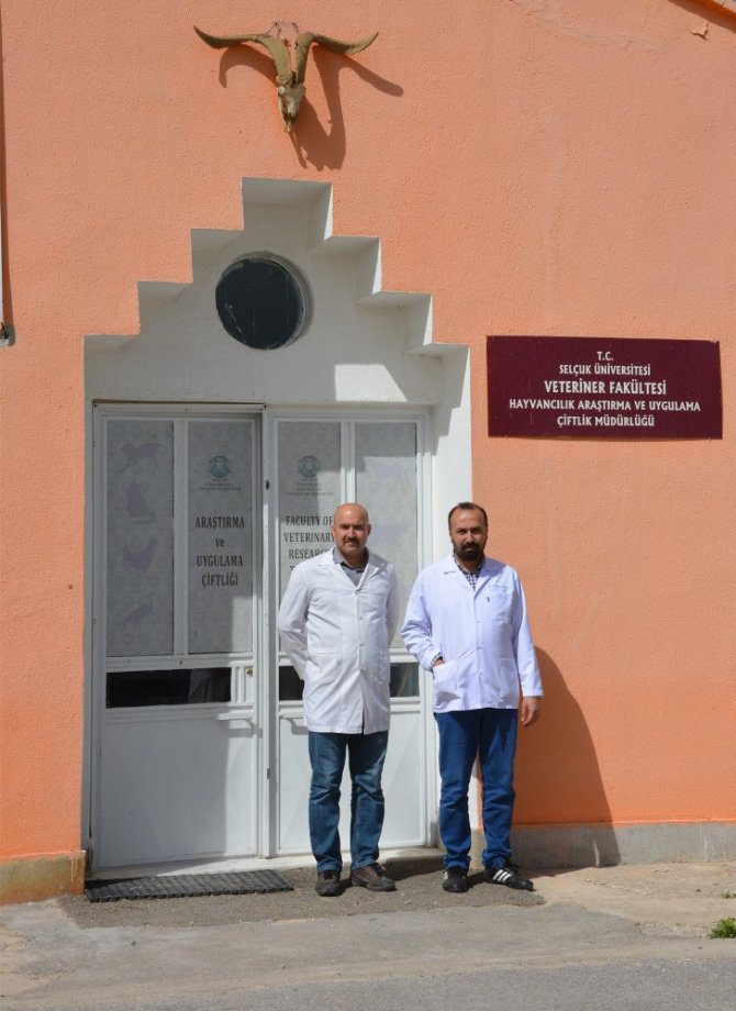 SÜ’de geleceğin veteriner hekimleri, uygulama çiftliğinde eğitim görüyor
