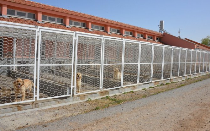 SÜ’de geleceğin veteriner hekimleri, uygulama çiftliğinde eğitim görüyor