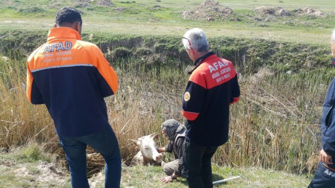 Bataklık kanala düşen düve AFAD ekiplerince kurtarıldı