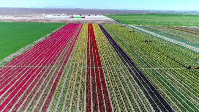 Konya Ovası milyonlarca lale ile rengarenk