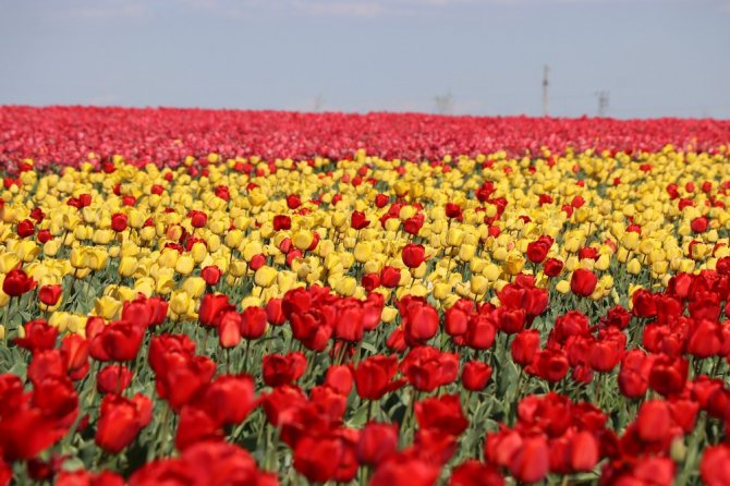 Konya Ovası milyonlarca lale ile rengarenk