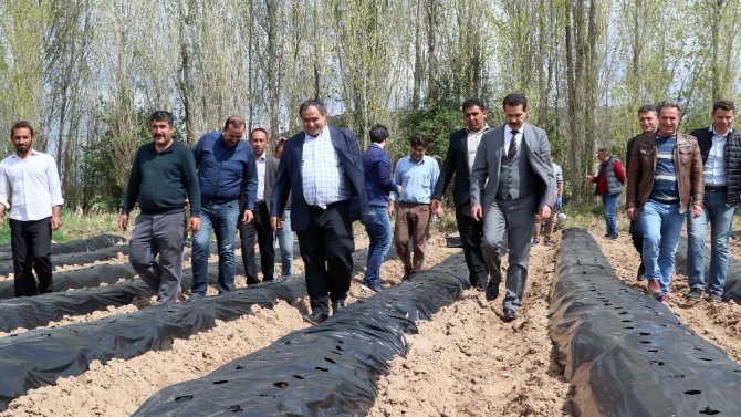 Aksaray’da çilek, üreticinin yüzünü güldürüyor