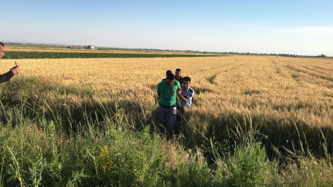 Cezaevi firarisi buğday tarlasında yakalandı