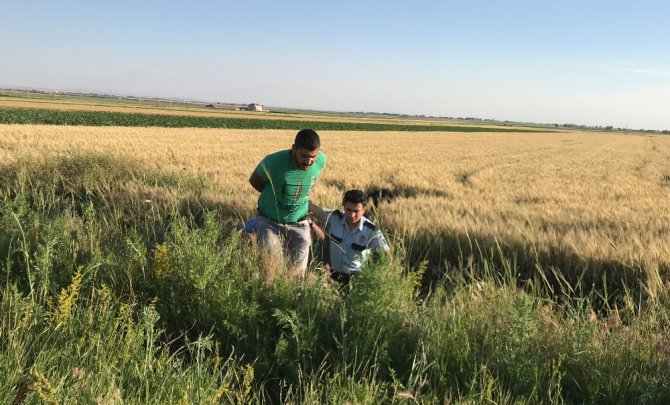 Cezaevi firarisi buğday tarlasında yakalandı