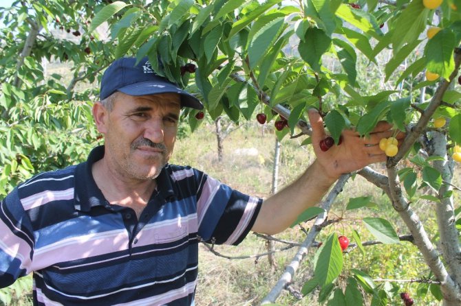 Bir dalda iki kiraz ’biri al biri beyaz’