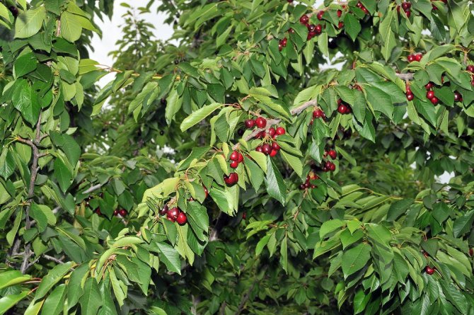 Tescilli Akşehir kirazı yüz güldürmüyor