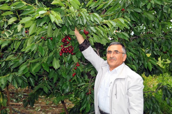 Tescilli Akşehir kirazı yüz güldürmüyor