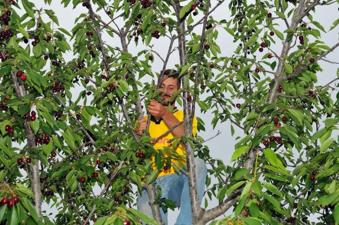 Tescilli Akşehir kirazı yüz güldürmüyor