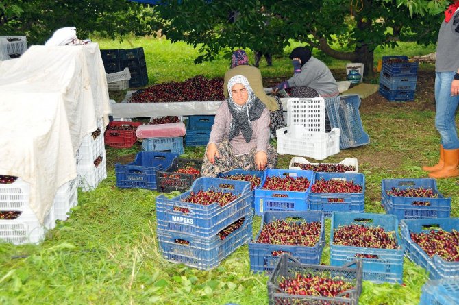 Tescilli Akşehir kirazı yüz güldürmüyor