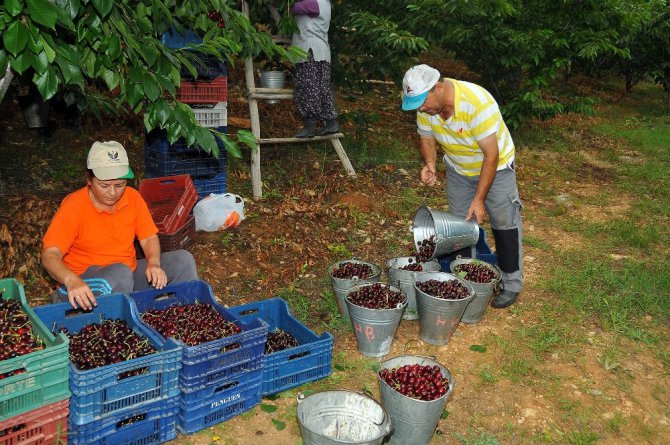 Tescilli Akşehir kirazı yüz güldürmüyor