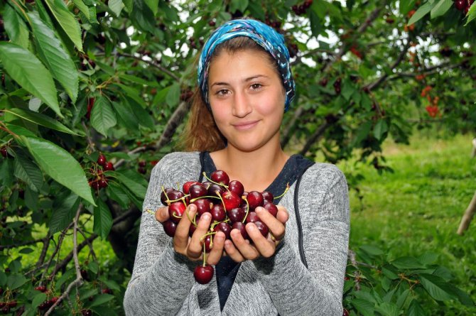 Tescilli Akşehir kirazı yüz güldürmüyor