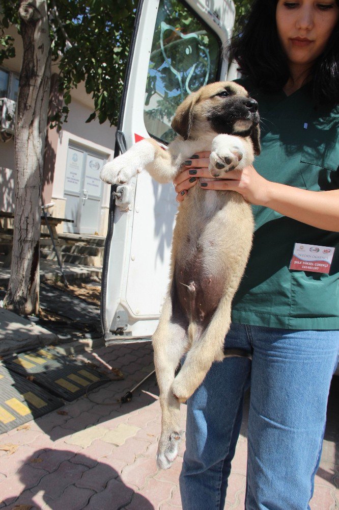 Yavru köpeklere akılalmaz işkence