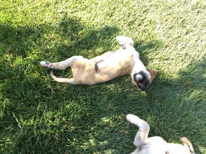 Yavru köpeklere akılalmaz işkence