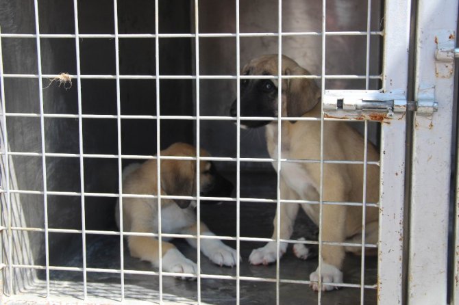 Yavru köpeklere akılalmaz işkence