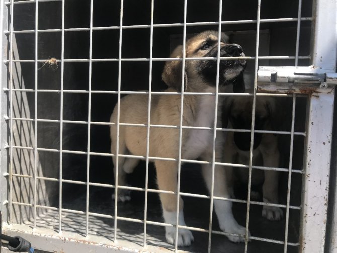 Yavru köpeklere akılalmaz işkence