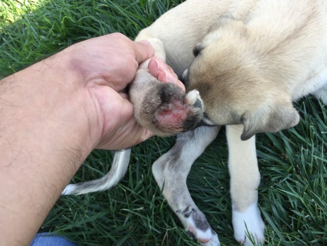 Yavru köpeklere akılalmaz işkence