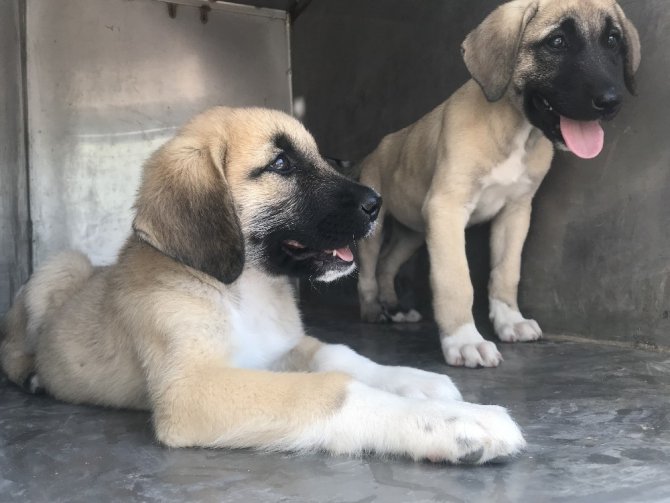 Yavru köpeklere akılalmaz işkence