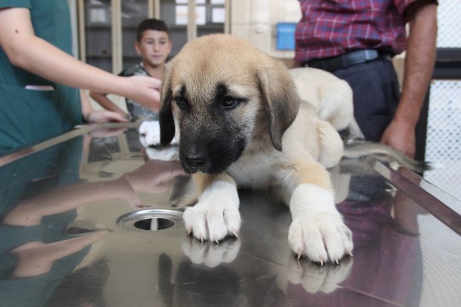 Yavru köpeklere akılalmaz işkence