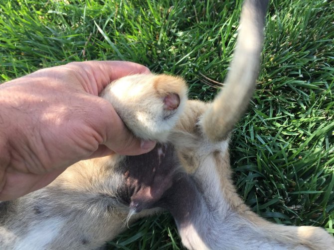 Yavru köpeklere akılalmaz işkence