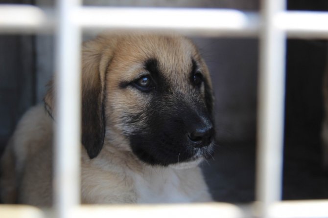 Yavru köpeklere akılalmaz işkence