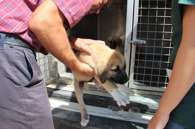 Yavru köpeklere akılalmaz işkence