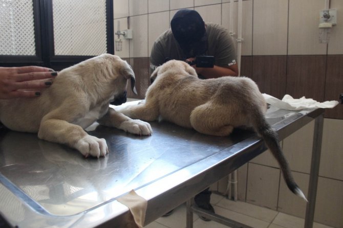 Yavru köpeklere akılalmaz işkence