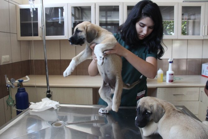 Yavru köpeklere akılalmaz işkence